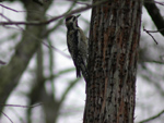 Yellow Bellied Sapsucker