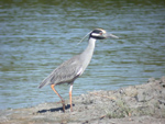 Yellow-crowned Night Heron