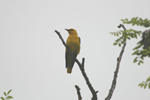 Golden Oriole