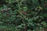 Melodious Warbler