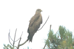 Black Kite