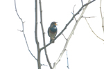 Bluethroat