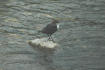 Dipper