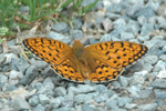 High Brown Fritillary
