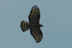 Honey Buzzard