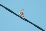 Hoopoe