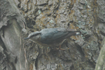 Nuthatch