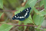Southern White Admiral