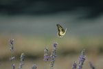 Swallowtail