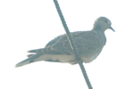 Turtle Dove