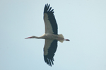 White Stork