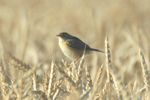 Zitting Cisticola