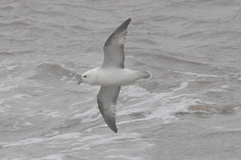 Fulmar