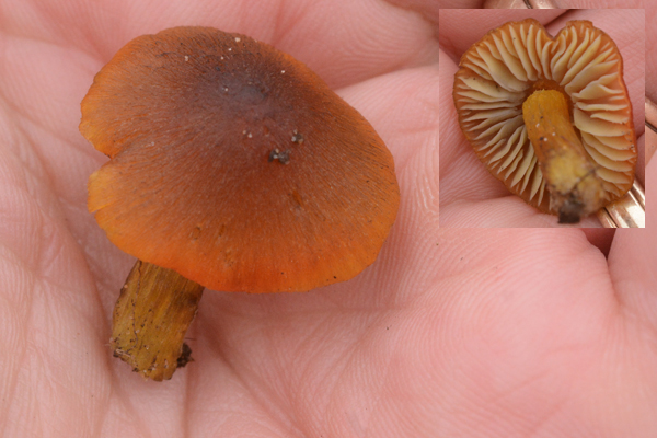 Hygrocybe conica