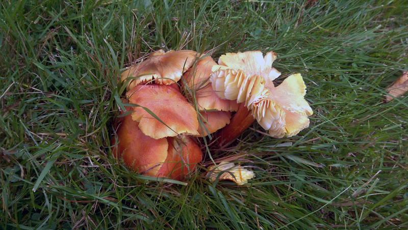 Hygrocybe intermedia 