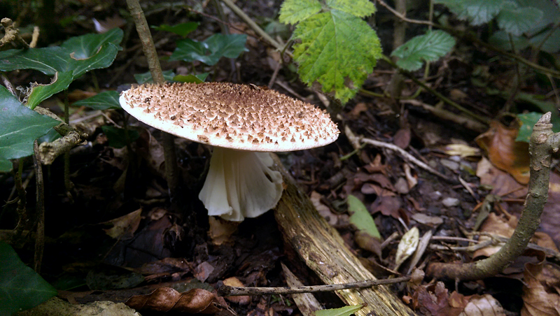 Lepiota aspera