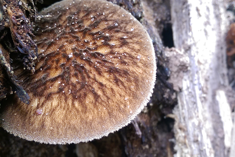 Pluteus thomsonii