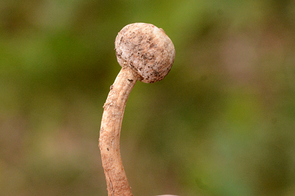 Tulostoma brumale Winter Stalkball