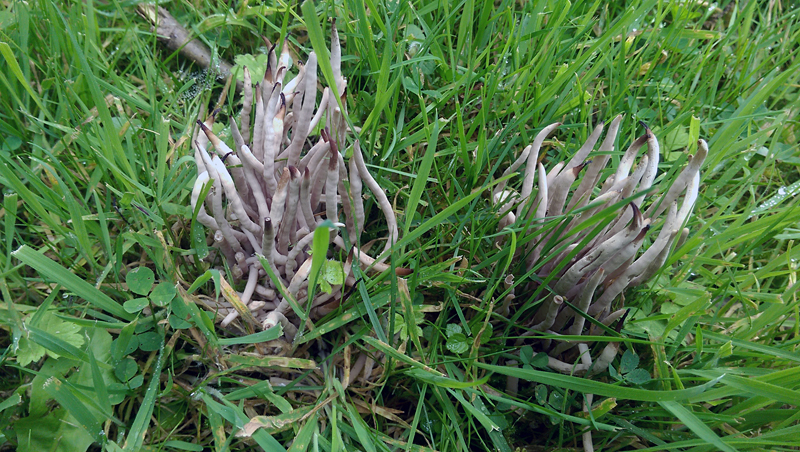 Clavaria fumosa