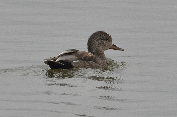 Gadwall