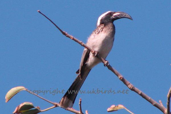 African Grey Hornbill