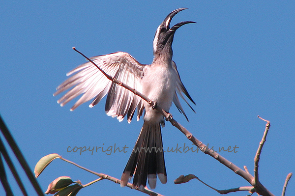 African Grey Hornbill