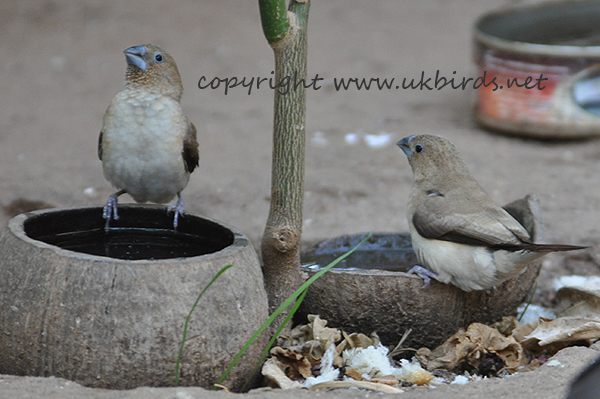 African Silverbill 