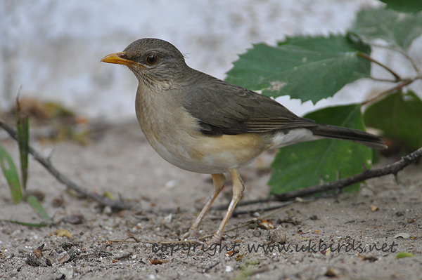 African Thrush