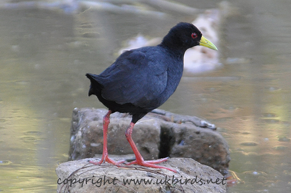 Black Crake