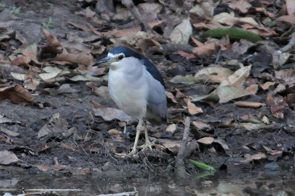 Black-crowned Night Heron