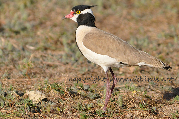 Black-headed Plover