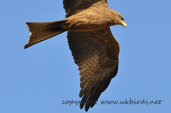 Black Kite