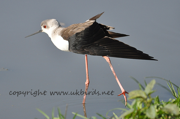 Black-winged Stilt