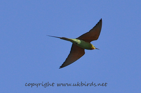 Blue-cheeked Bee-eater