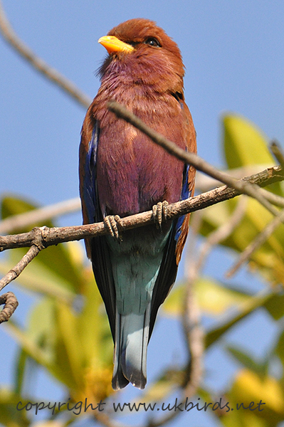 Broad-billed Roller