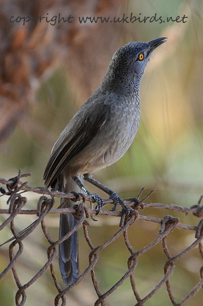 Brown Babbler