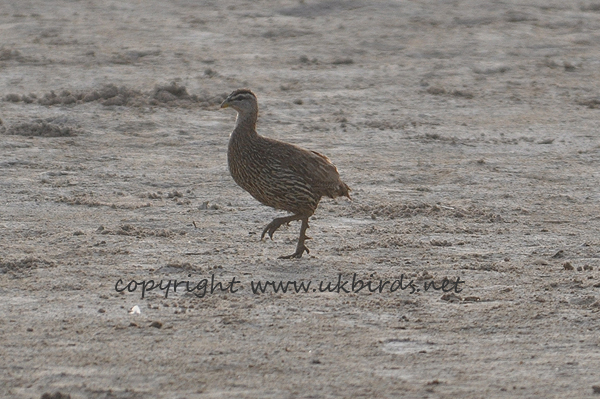 Double-spurred Francolin 