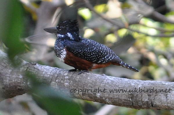 Giant Kingfisher