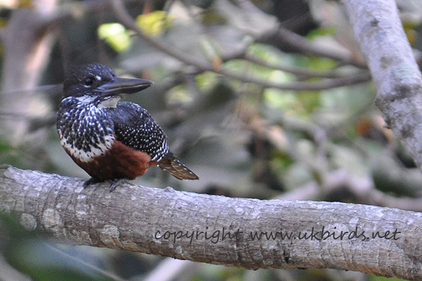 Giant Kingfisher