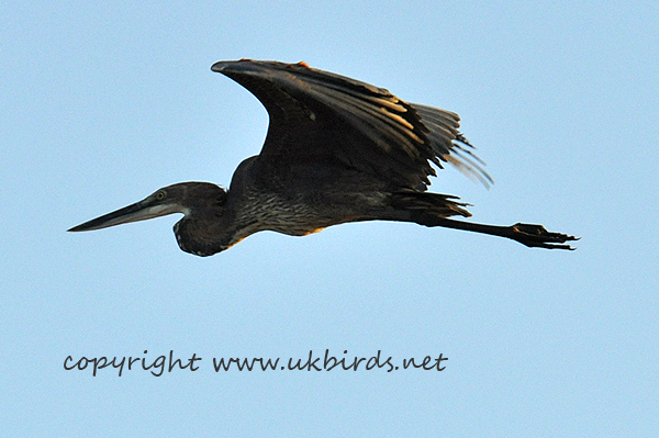 Goliath Heron 