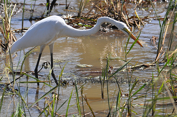 Great White Egret