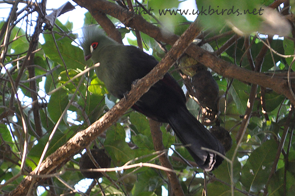 Green Turaco