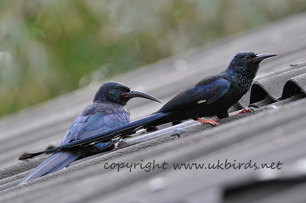 Green Woodhoopoe