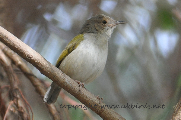 Grey-backed Camaroptera