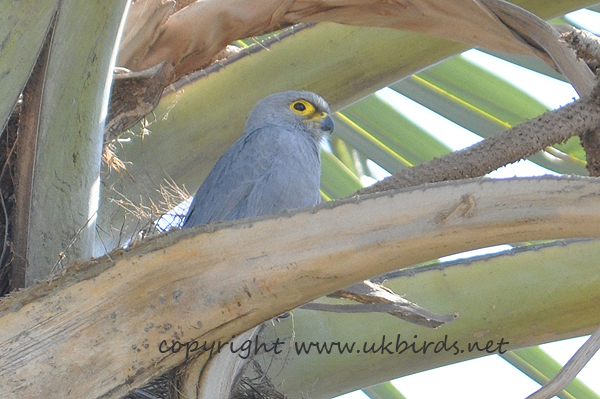 Grey Kestrel