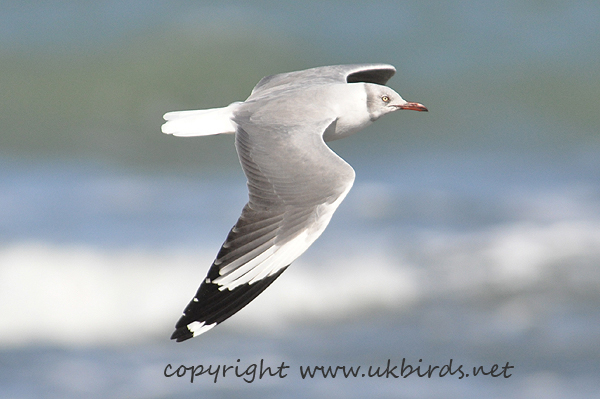 Grey-headed Gull