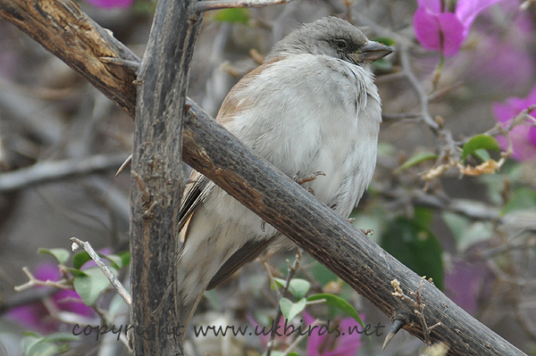 Grey-headed Sparrow