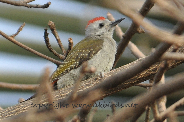 Grey Woodpecker