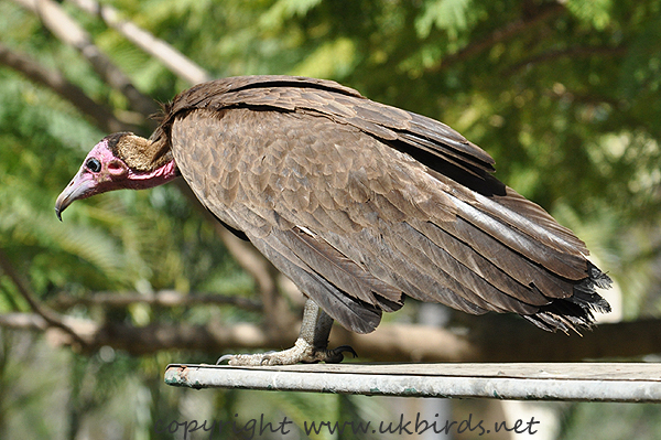 Hooded vulture