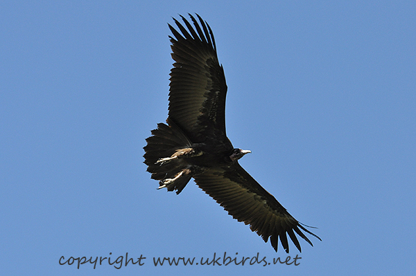 Hooded vulture